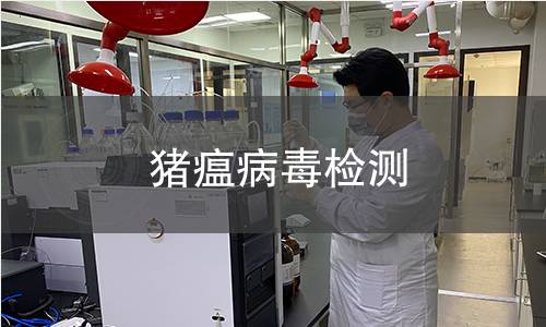 豬瘟病毒檢測