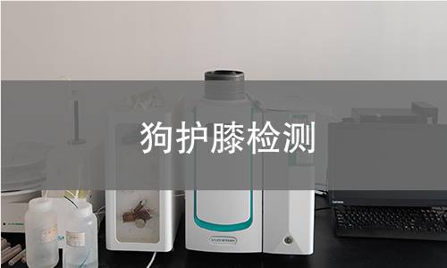狗護(hù)膝檢測