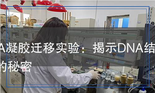 EMSA凝膠遷移實驗：揭示DNA結(jié)合蛋白的秘密